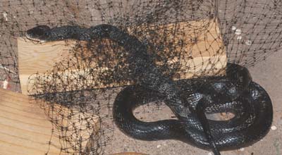 small black rat snake caught in bird netting