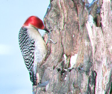 A red bellied woodpecker at our artificial snag