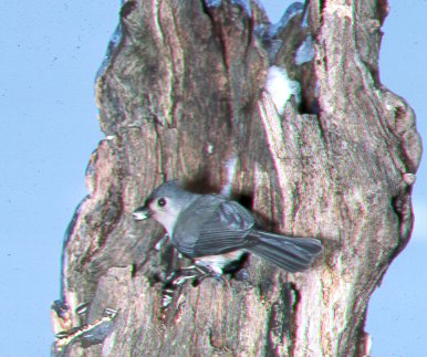 A tufted titmouse at our backyard snag
