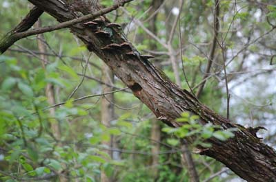 A bluebird nesting cavity