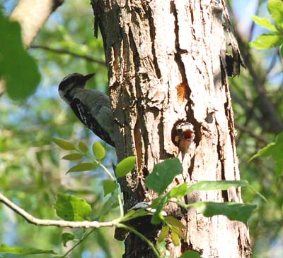 A downy woodpecker nest