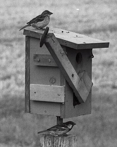 male and female house sparrows at nest box trap