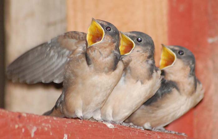 fledgling barn swallows begging