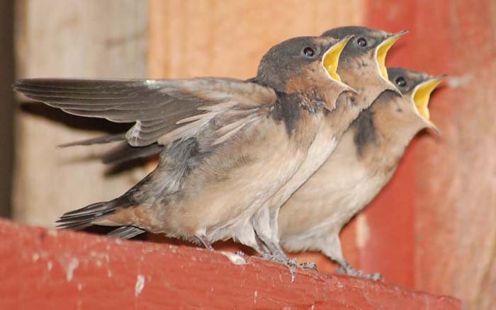 barn swallow fledglings