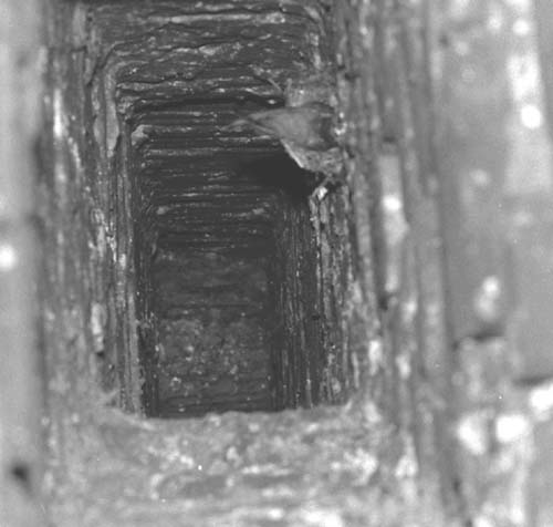 chimney swift nest in chimney