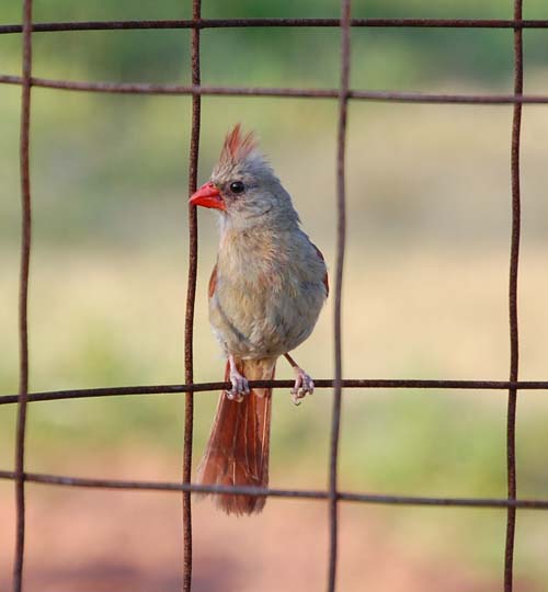 Cardinal on tomato cage