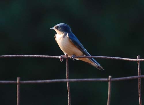 barn swallow on tomato cage