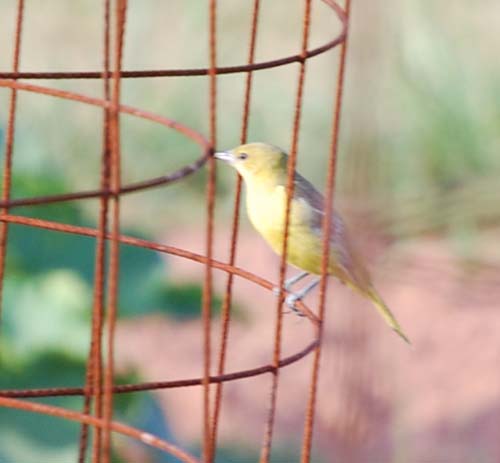female yellow warbler on tomato cage