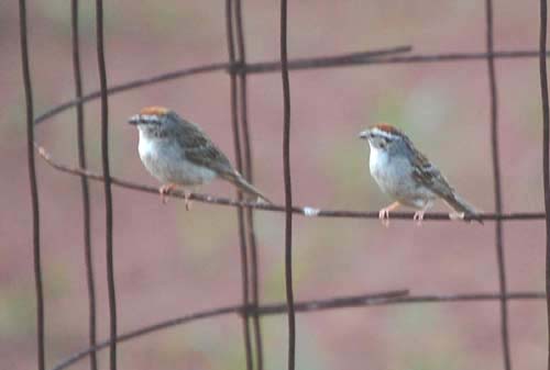 chipping sparrows on tomato hoop
