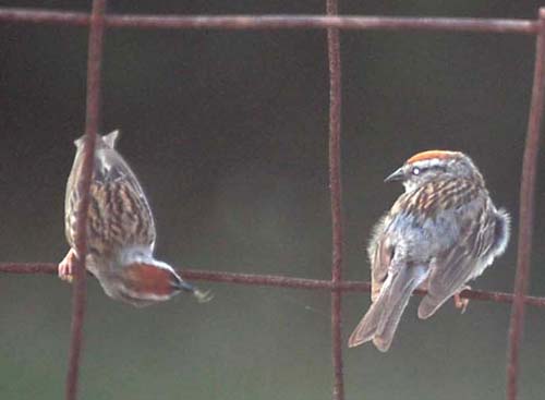 chipping sparrows