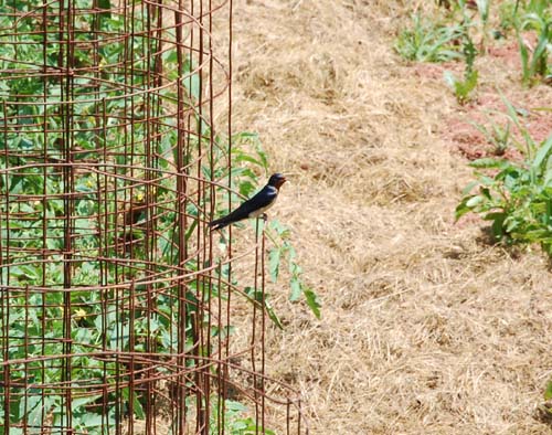 barn swallow on tomato cage