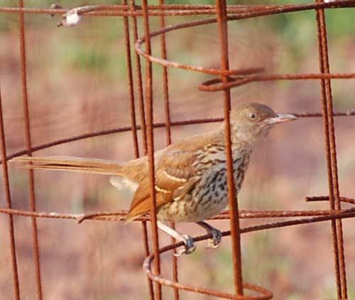 Brown thasher on tomato cage