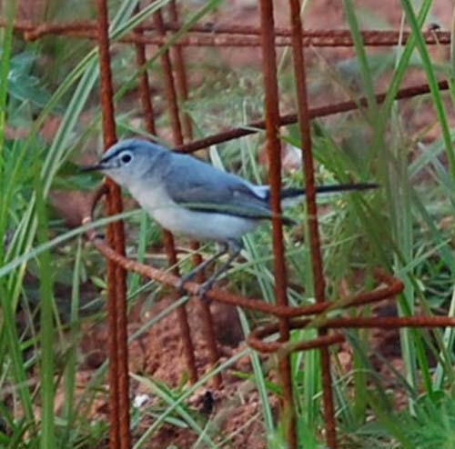Blue gray gnatcatcher on tomato cage