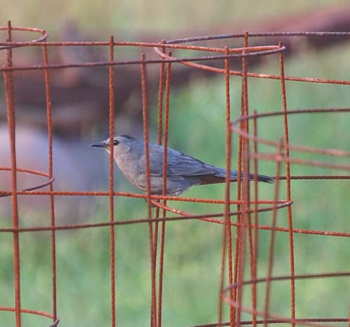 catbird on tomato cage
