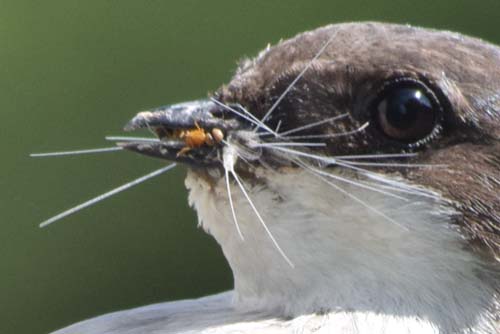 tree swallow insect prey
