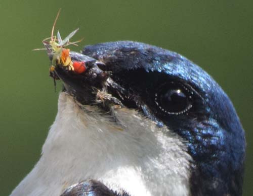 tree swallow bringing prey to nestlings