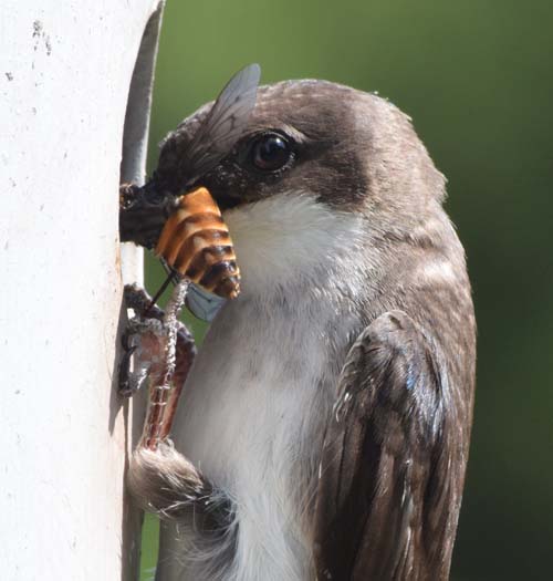 tree swallow at nest box with prey