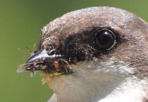 tree swallow at nest box