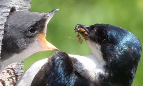 tree swallow feeding young