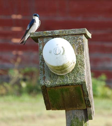Tree swallow on their old slant cam box