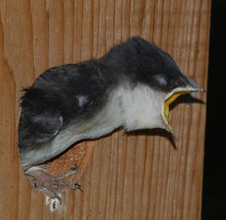 Voracious tree swallow nestling begging