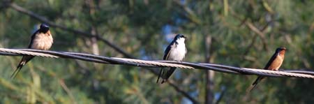 tree swallow with two barn swallows
