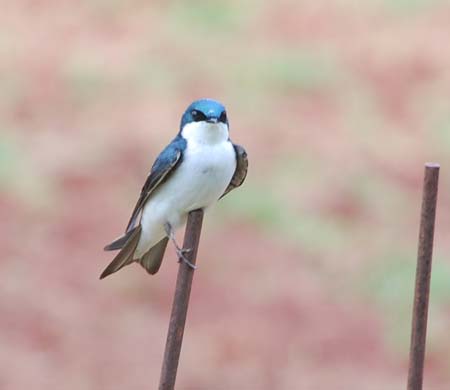 tree swallow hunting from garden stake