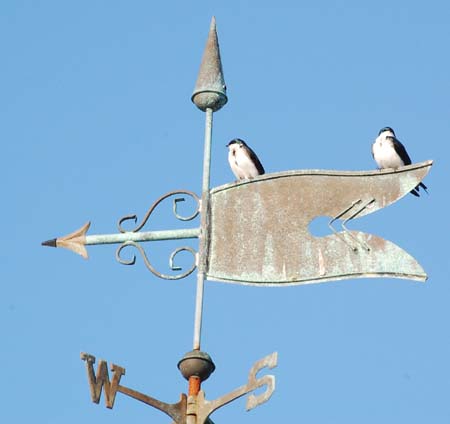 tree swallow pair on weathervane