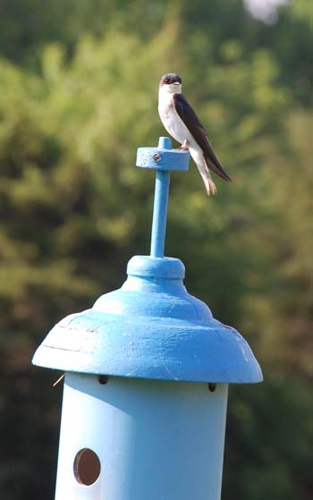Tree swallow on nest box perch