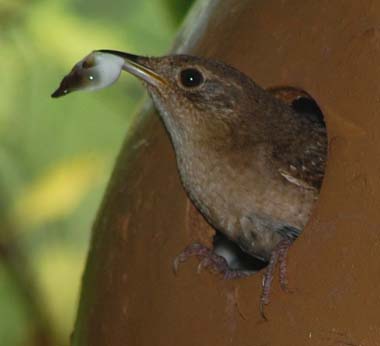 house wren removing fecal sac from gourd