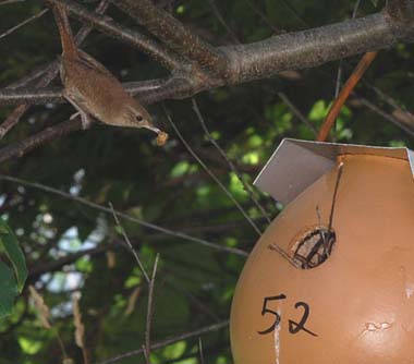 house wren bringing prey to gourd nest