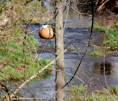 house wren gourd along creek