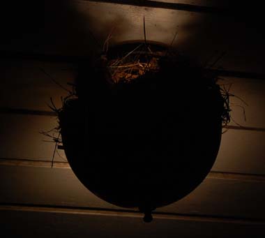wren nest in porch light