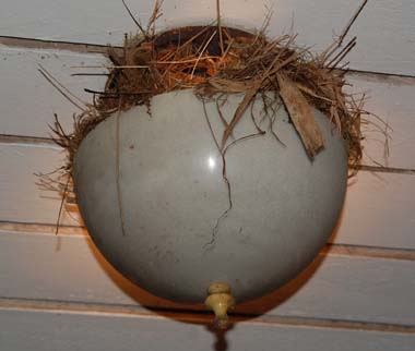 flash photo of nest