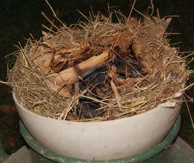 scorched nest