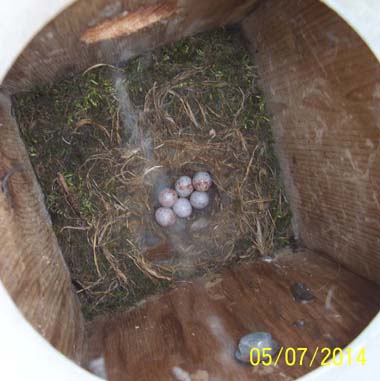 chickadee nest before wren raid