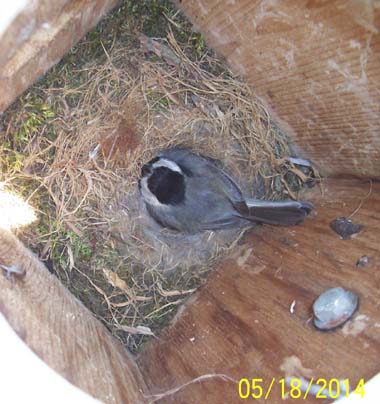 chickadee on nest