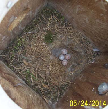 the same chickadee nest minus 2 eggs