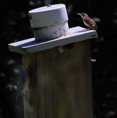 bluebird and house wren at nest box
