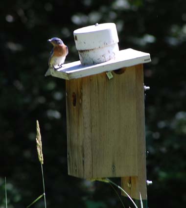 bluebird at nestbox 