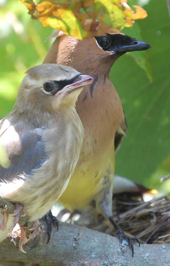 Cedar waxwing adult and nestling