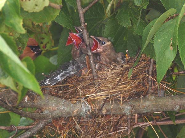 Adult waxwings approach the nest with caution