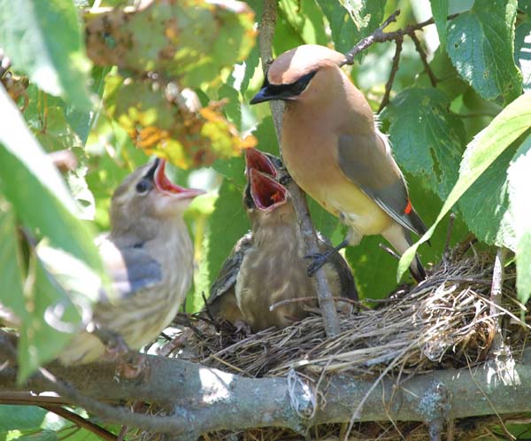 cedar waxwing nestlings with adult