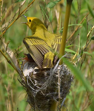 yellow warbler shading nest