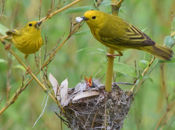 yellow warbler male removing fecal sac while female waits with prey
