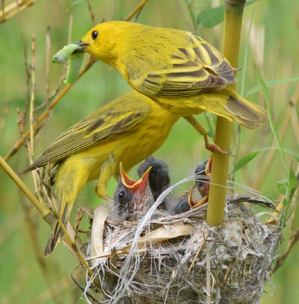 yellow warblers at nest with 4 nestlings
