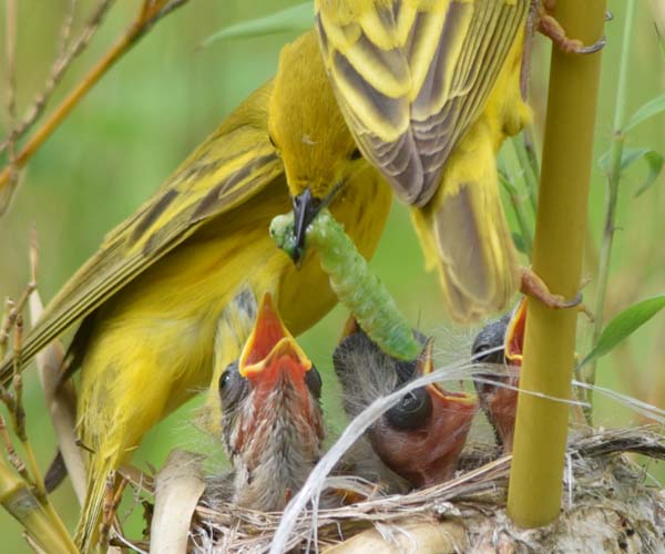 yellow warbler at nest with caterpillar