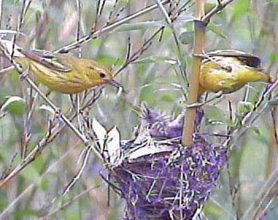 yellow warbler video of feeding visits