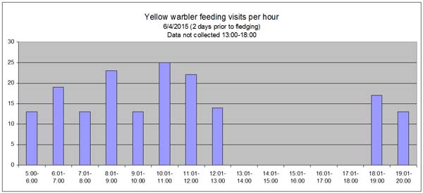 yellow warbler feeding visits per hour