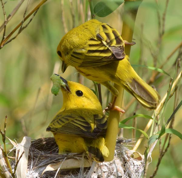 Male yellow warbler passing prey to female at nest